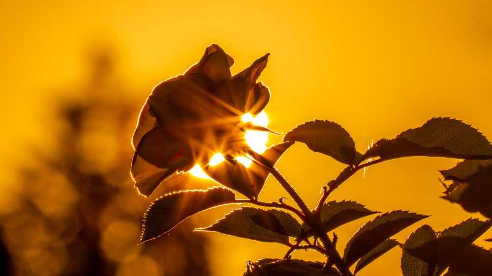 Photograph by ryuichi