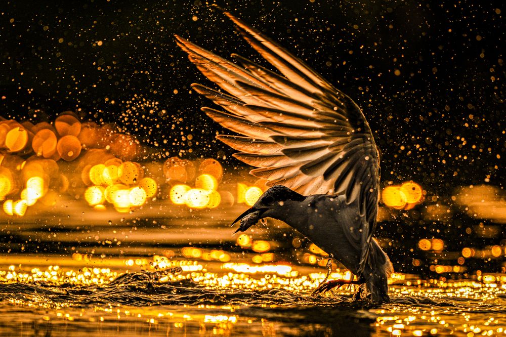 Photograph by Sharad Mansharamani