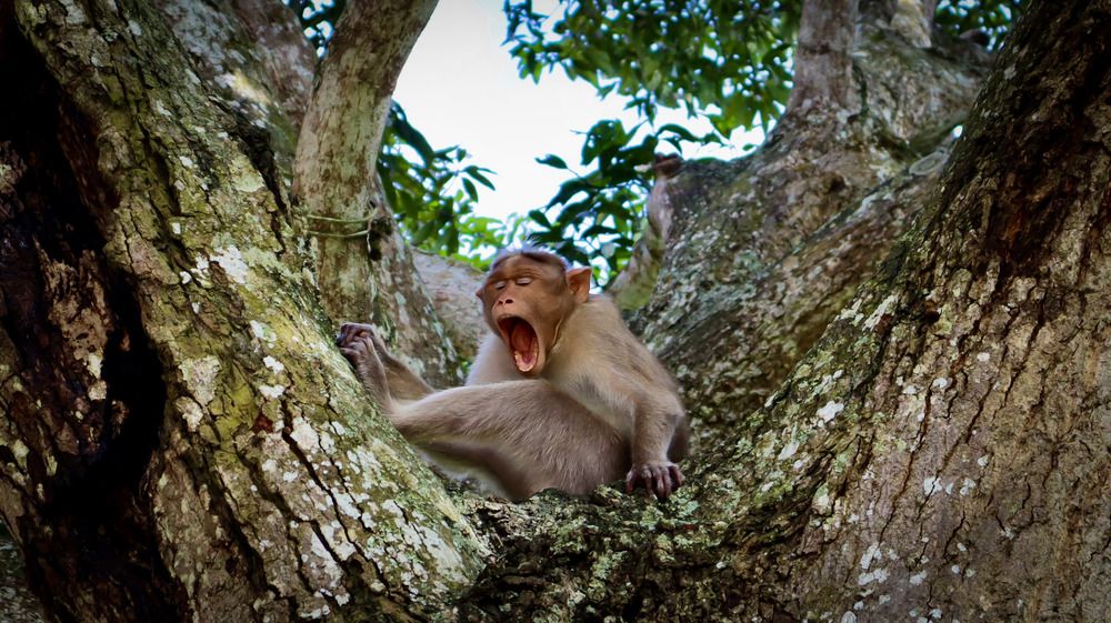 Photograph by Anurag Kashyap