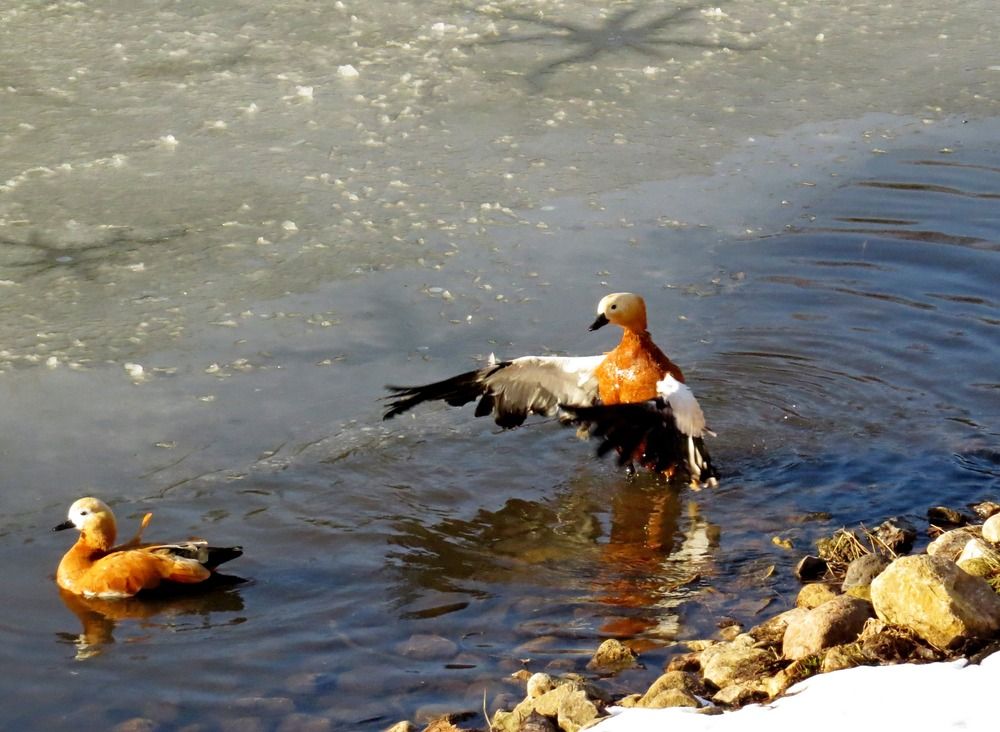 Photograph by Елена Казарина