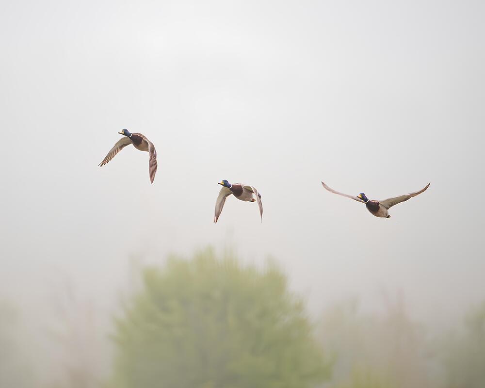 Photograph by Данил Шауба