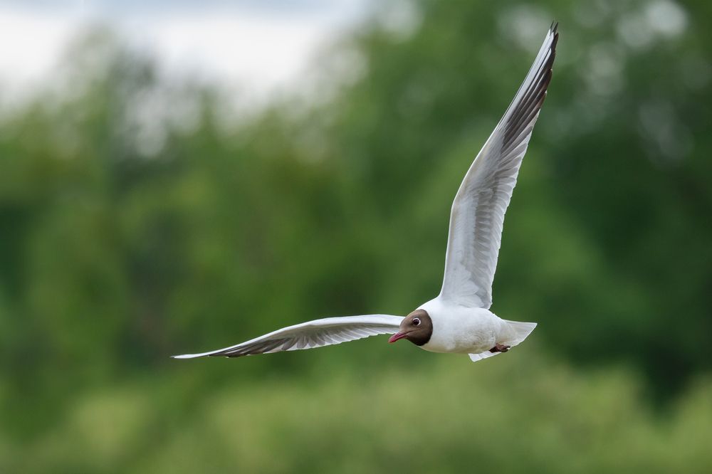 Озерная чайка