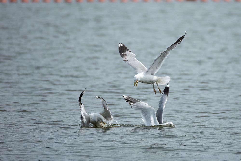 Добычу делят