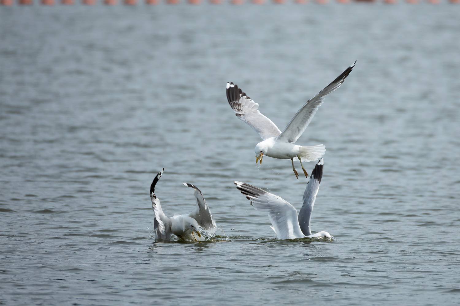 Добычу делят