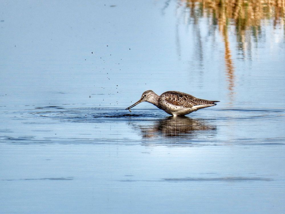 Завтрак большого улита