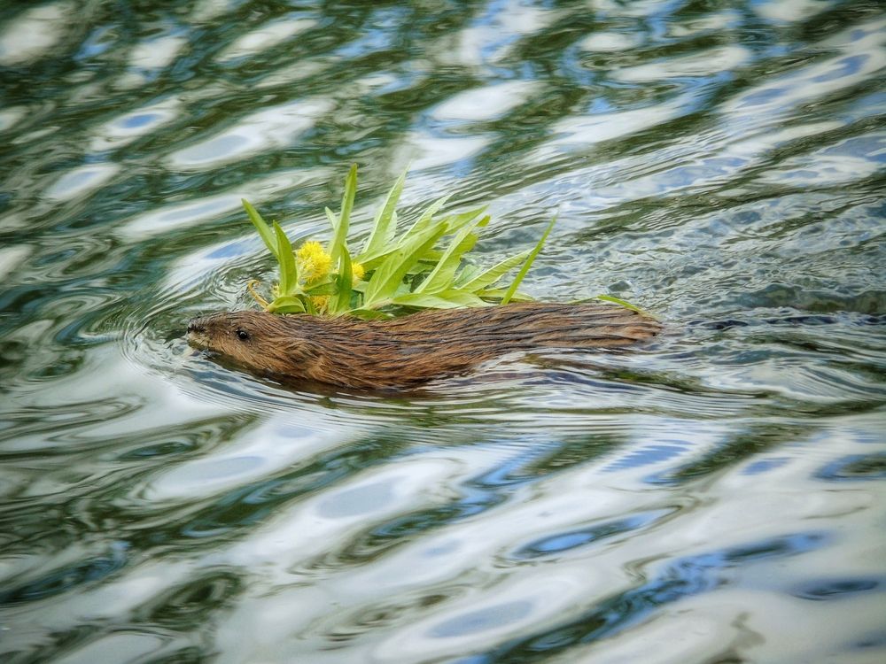 Заготовки на ужин