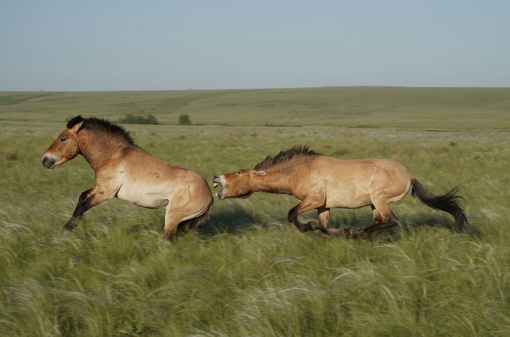 Photograph by Евгения Ковригина
