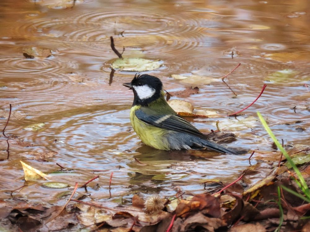 Банный день