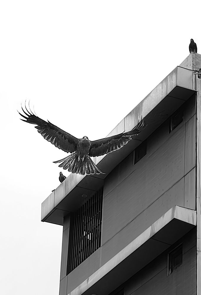 City raptor