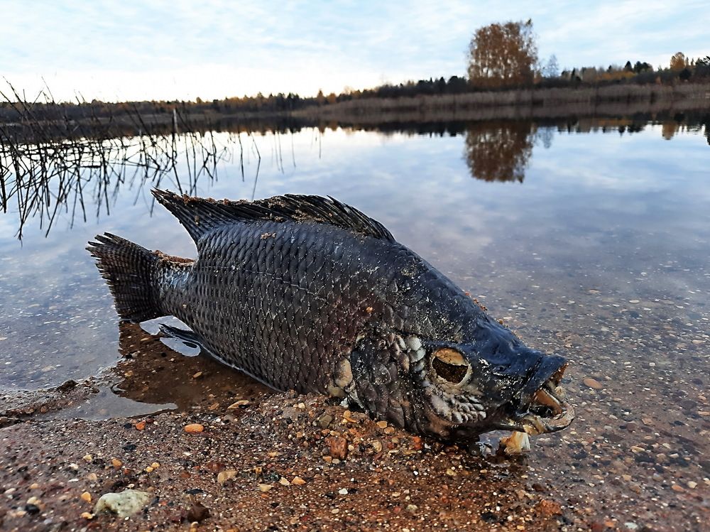 Photograph by Александр Лазебник