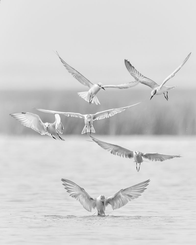 Photograph by Irene Chattopadhyay