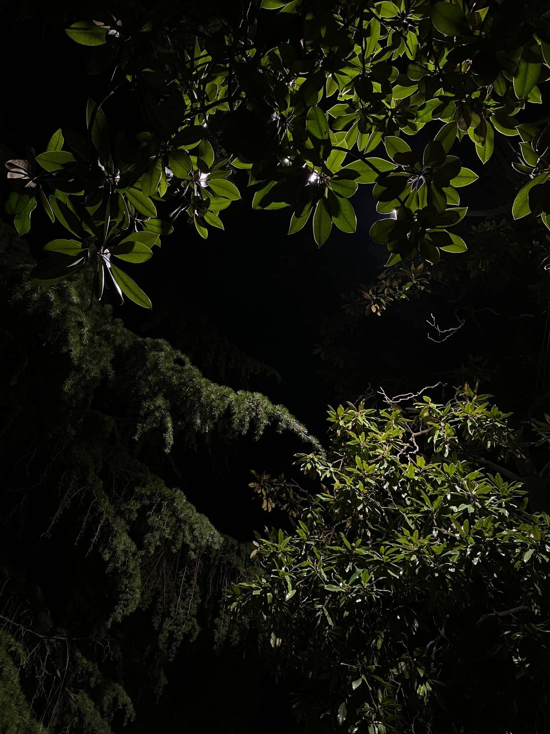 Photo #12284326