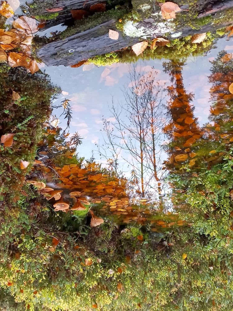 Грибное отражение