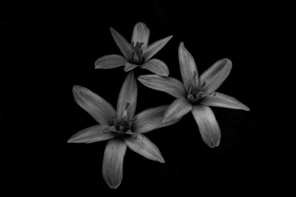 Photograph by Михаил Косолапов