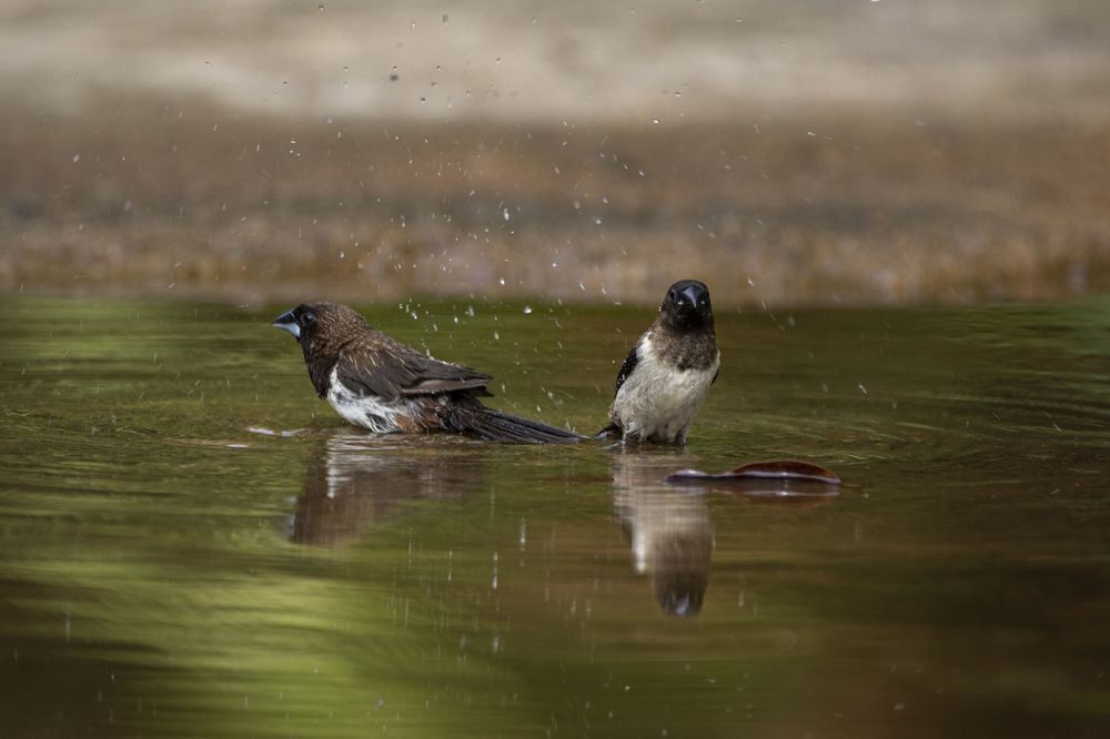Photograph by Chamara Sulakkhana Polwatta Siriyalage