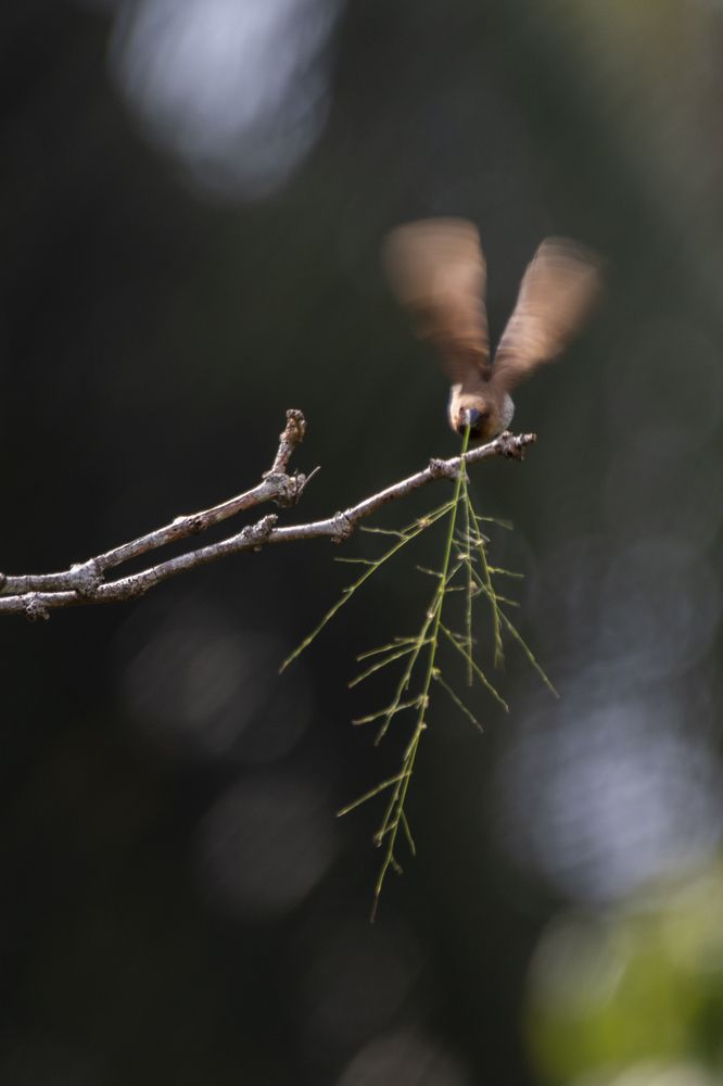 Photograph by Chamara Sulakkhana Polwatta Siriyalage