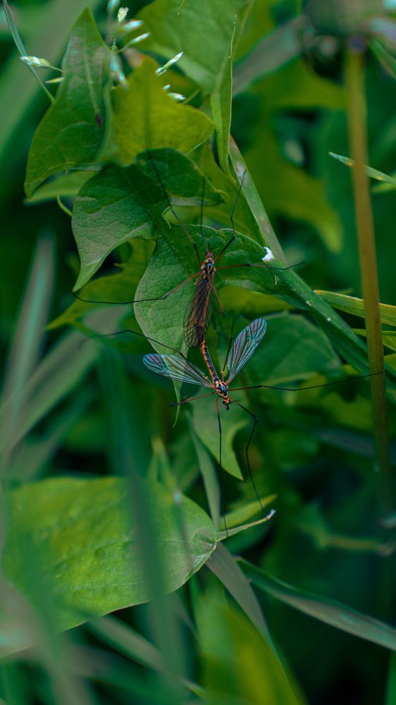 Photograph by Diony Alexander Sánchez Estevez