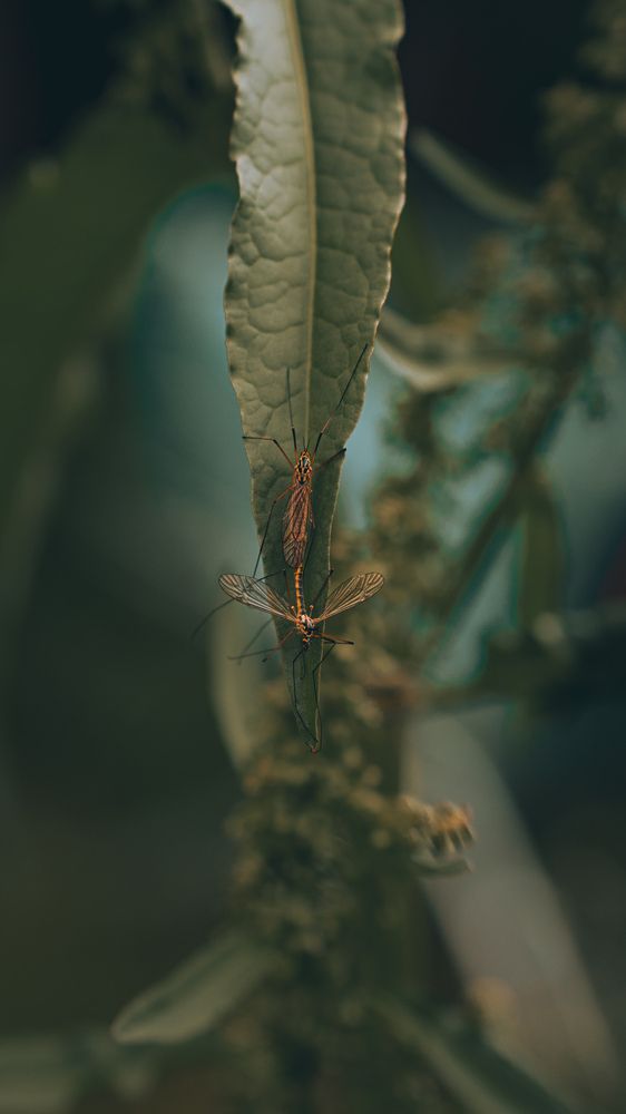 Photograph by Diony Alexander Sánchez Estevez