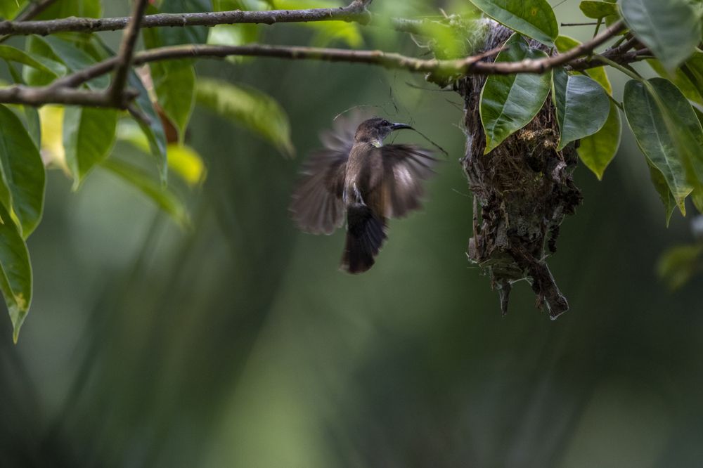 Photograph by Chamara Sulakkhana Polwatta Siriyalage