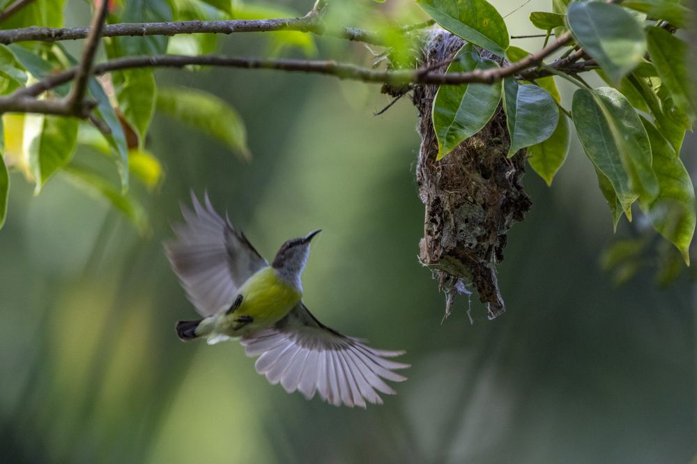 Photograph by Chamara Sulakkhana Polwatta Siriyalage