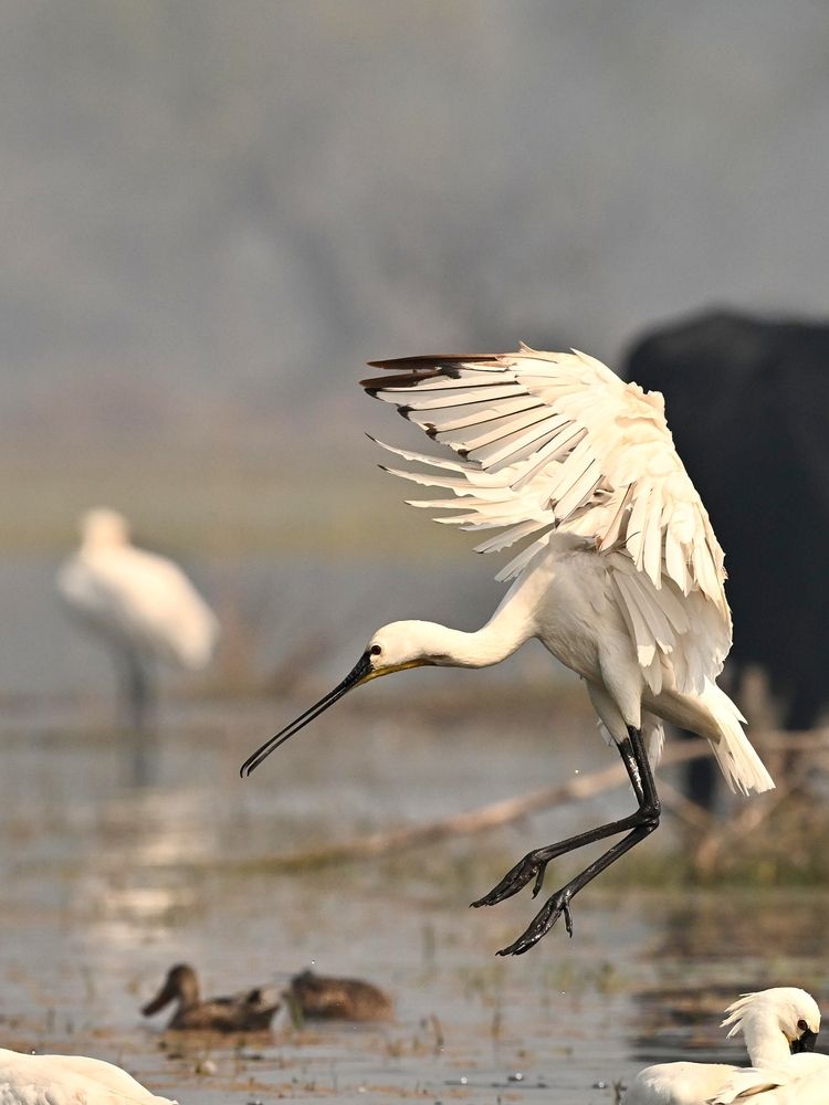 Photograph by Olga Ольга Joshi Джоши