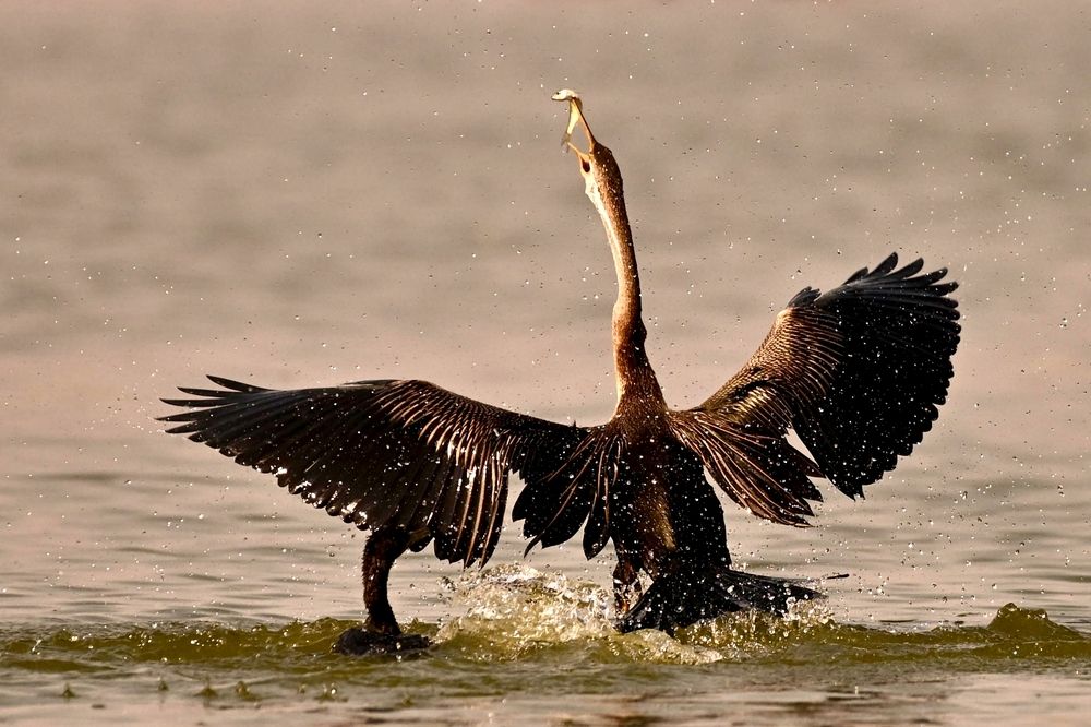 Photograph by Olga Ольга Joshi Джоши