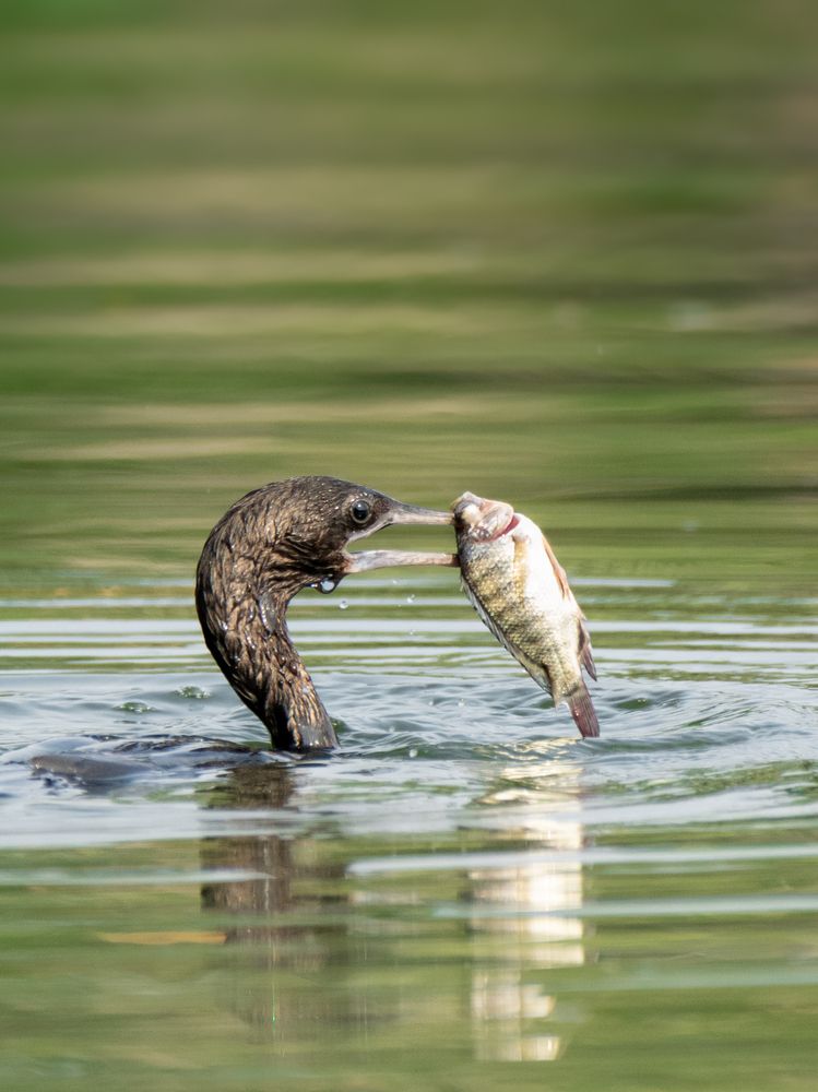 Photograph by SUHAS MANDAL