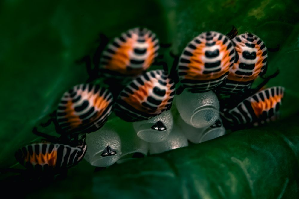 Фотография автора Uesan Aliace