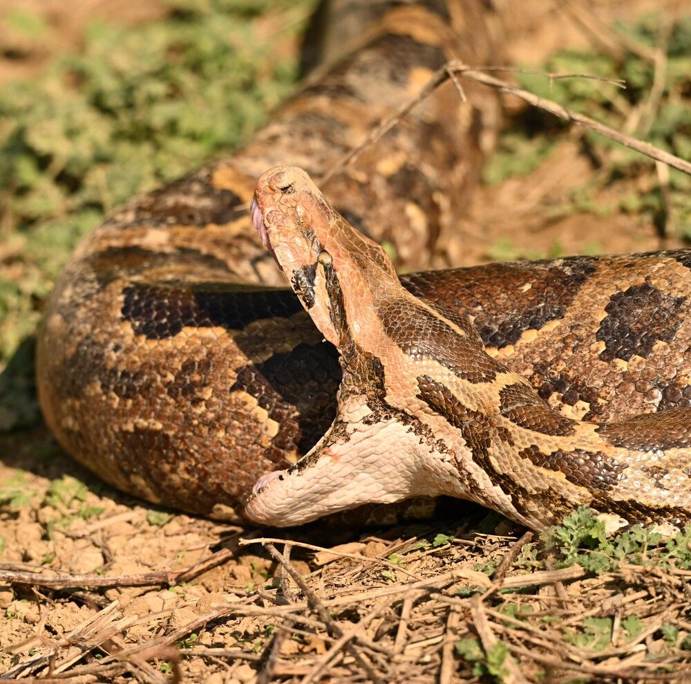 Photograph by Olga Ольга Joshi Джоши