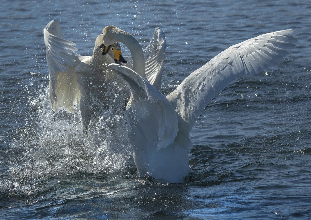 Photograph by Евгений Санин