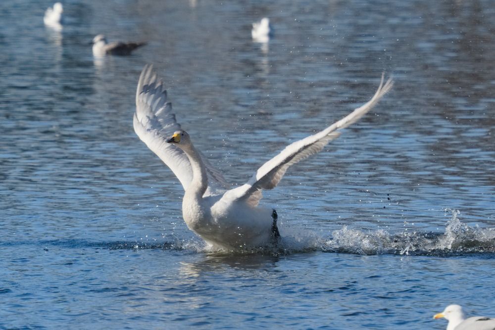 Photograph by Ольга Якубова