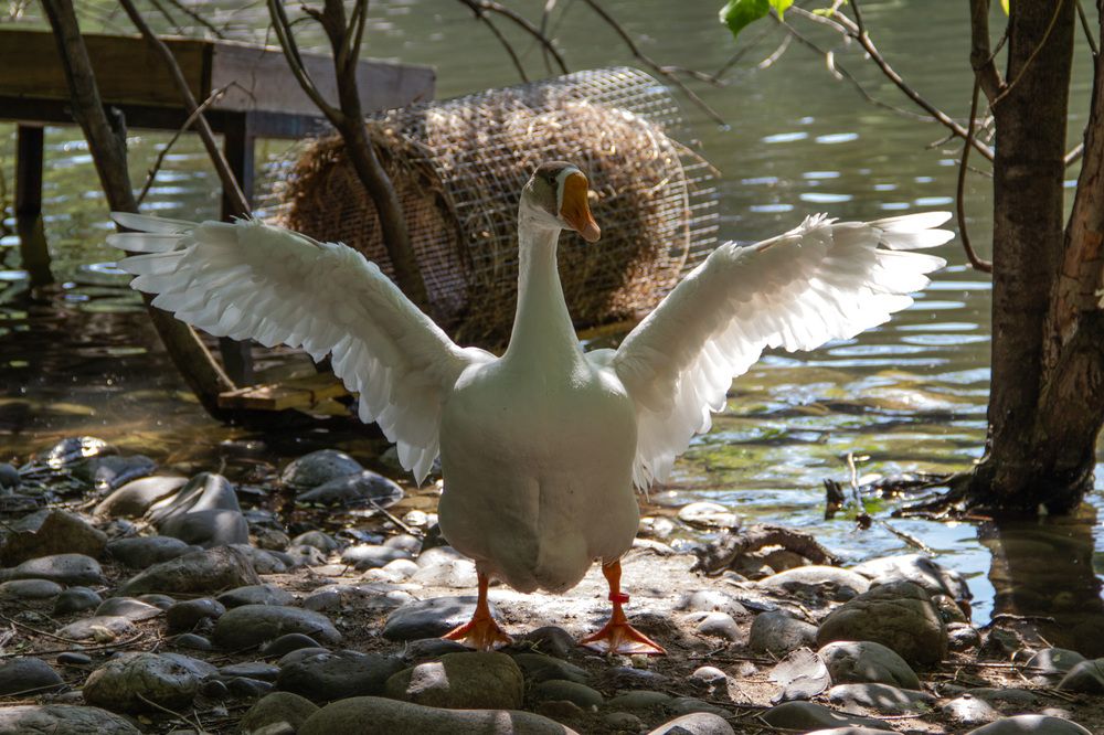 Photograph by Елизавета Колесникова