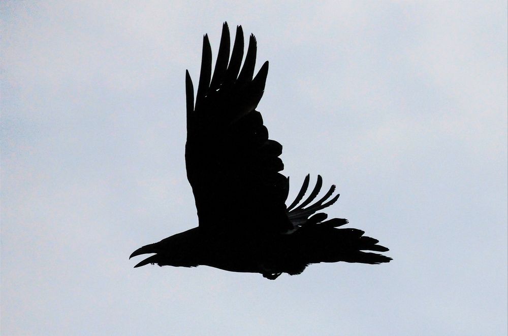 Фотография автора Ser P