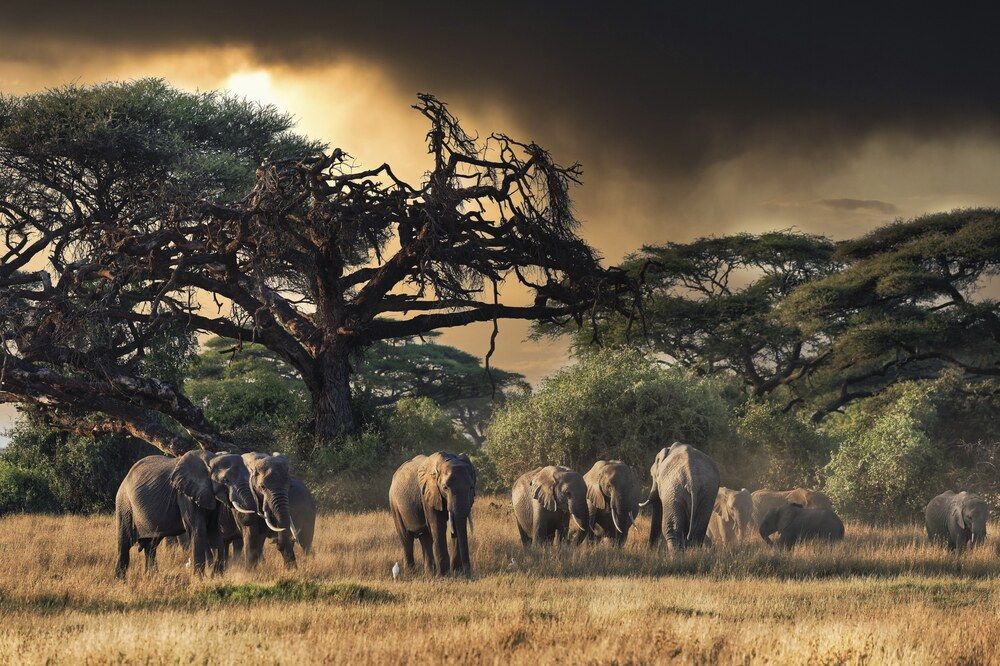 Photograph by Szymon Brola