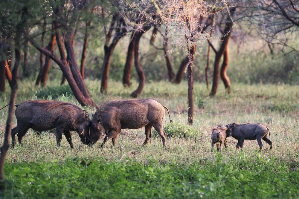 Photograph by Szymon Brola