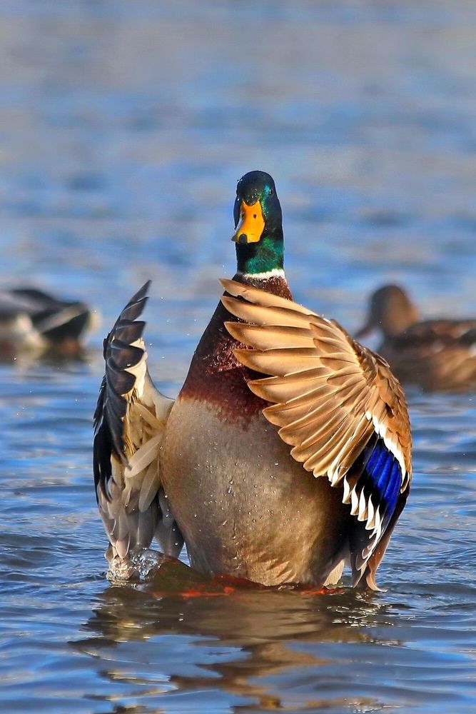 Photograph by Татьяна Бравая