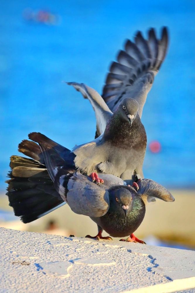 Photograph by Татьяна Бравая