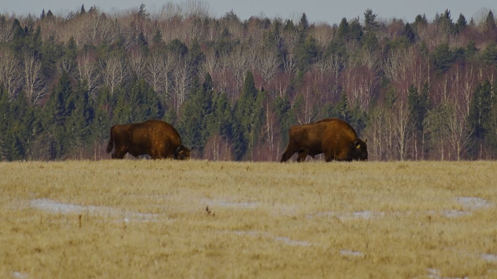 Photograph by Александр Климов