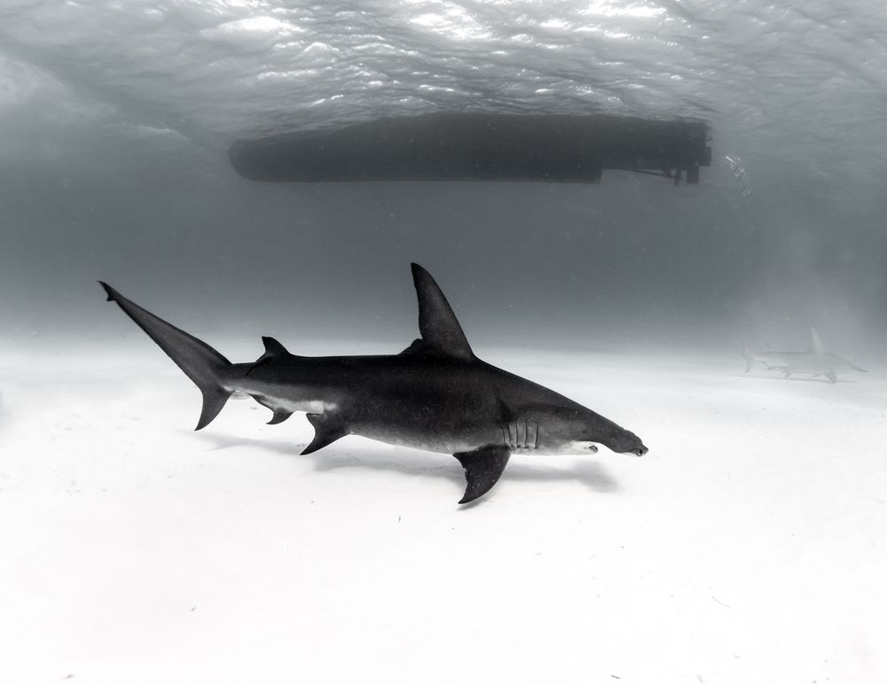 Photograph by mizael palomeque