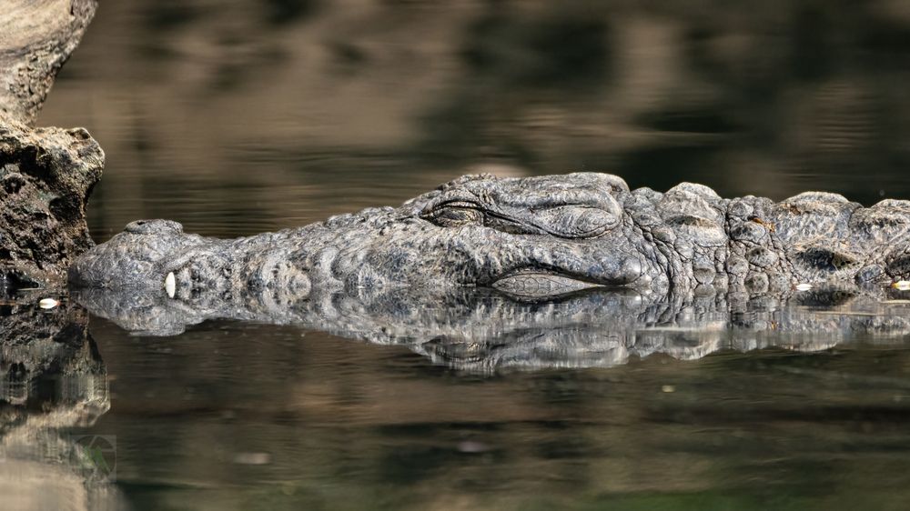 Photograph by Mahesh Kumar V Kolekar