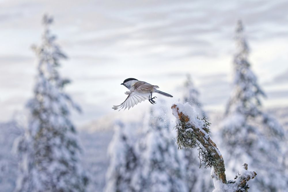 Photograph by Jørgen Hovde