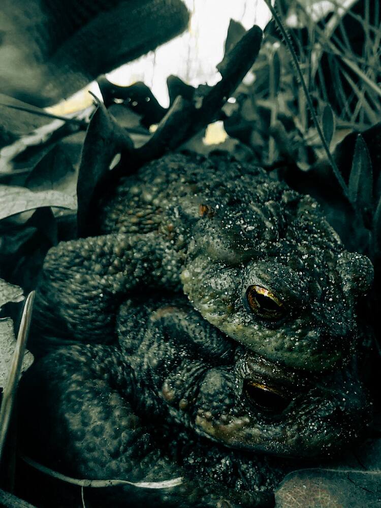 Photograph by Ivan Goshtanar