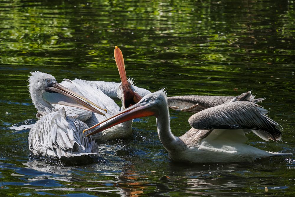 Photograph by Екатерина Якель