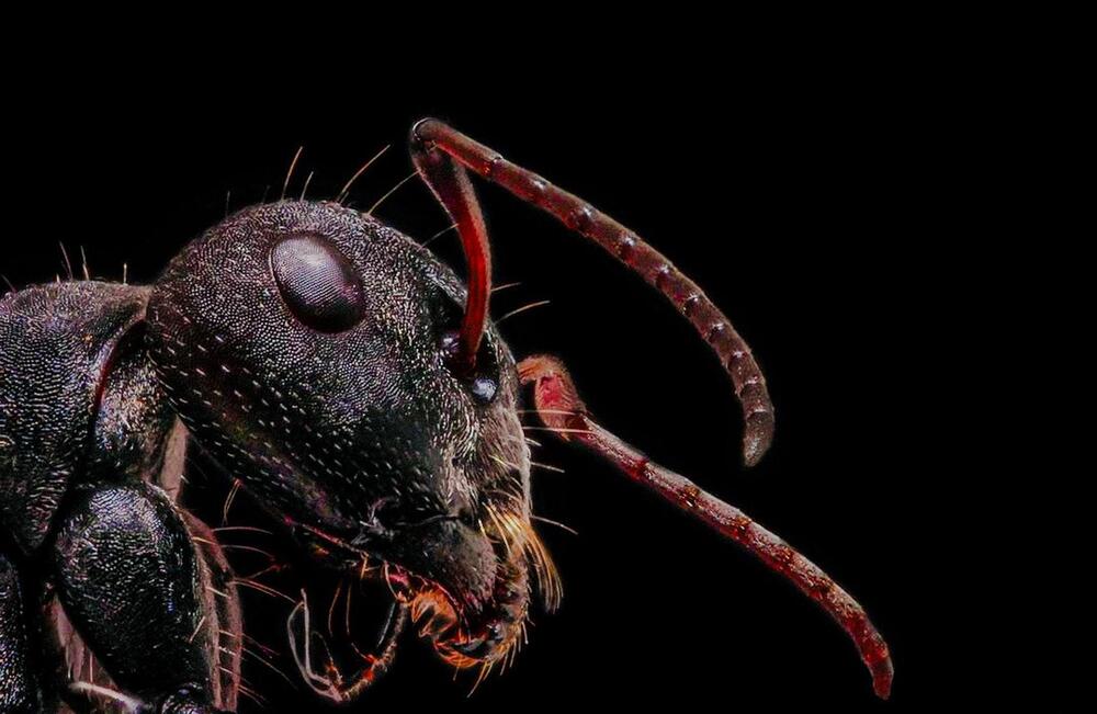 ant