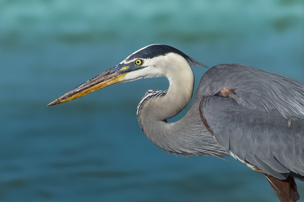 Coastal Royalty: The Great Blue Heron