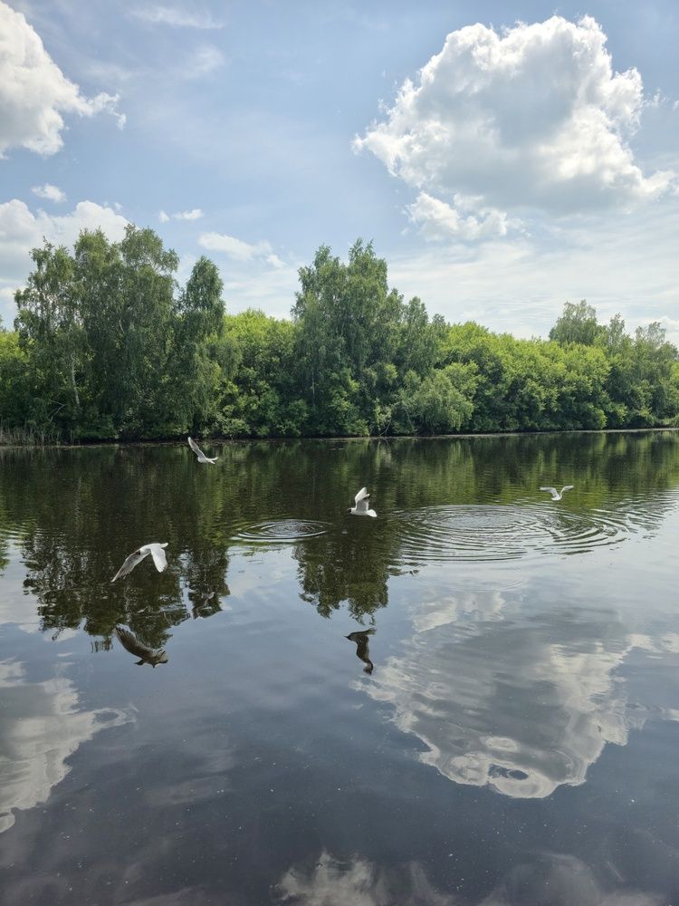 Чайки