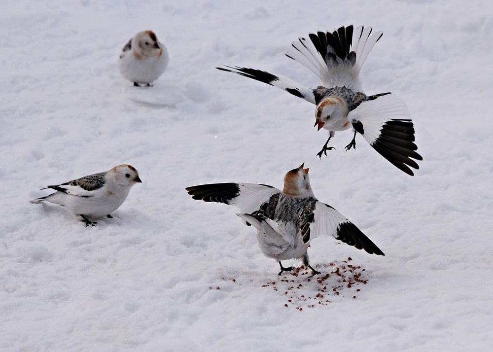 Photograph by Александр Велигура