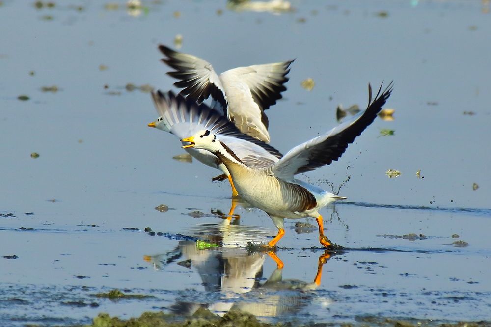 Photograph by RODRICK RAJIVE LAL