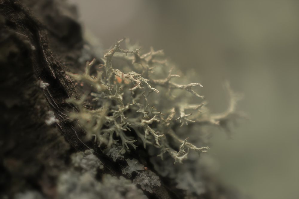 Photograph by Сергей Немчинов