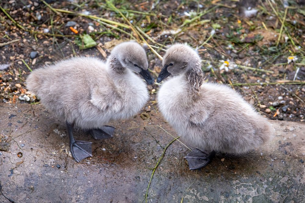 Photograph by Валерий Петухов